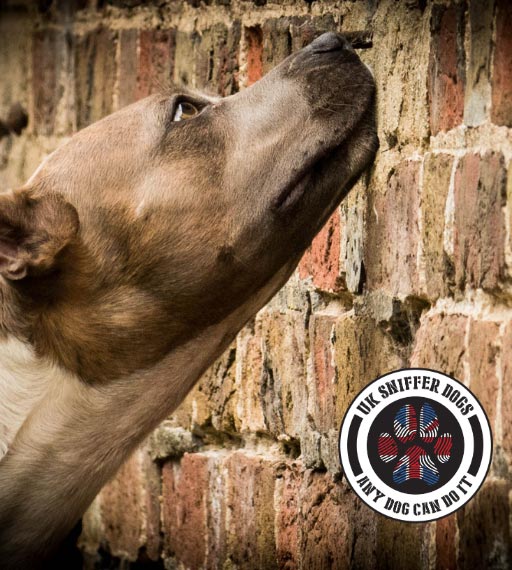 dog training services