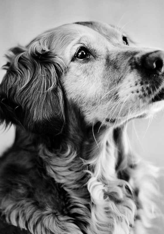 Doggo Portrait