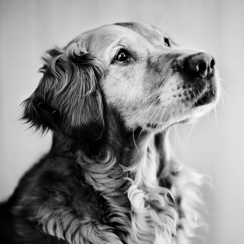 Puppy & Dog Trainer in Essex Notley Dog Training