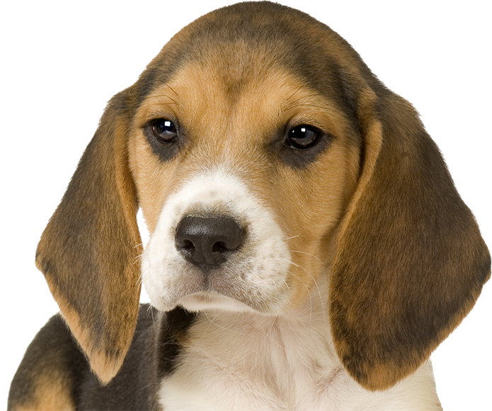 Beagle in front of white background