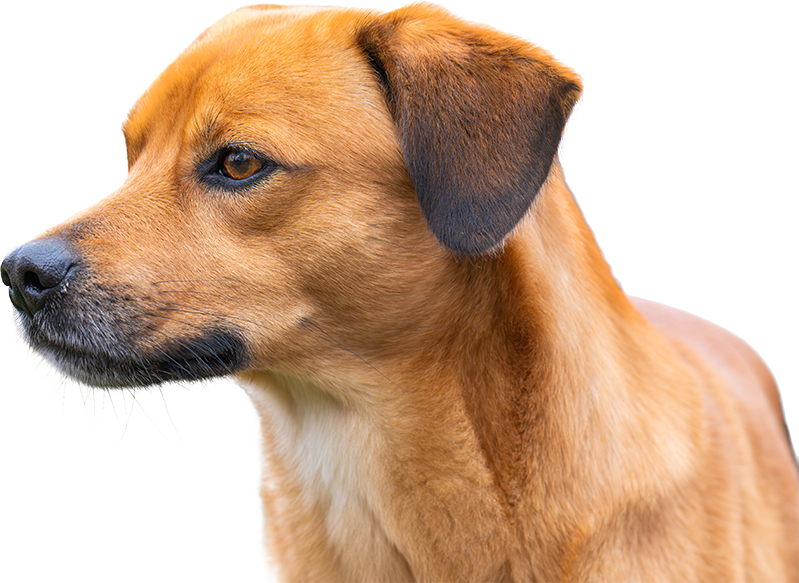 Portrait of a red dog isolated on a white background